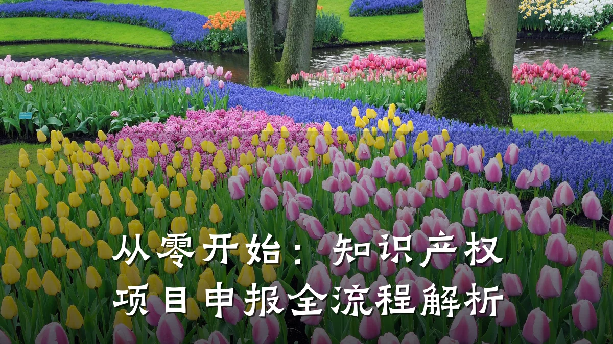 从零开始：知识产权项目申报全流程解析