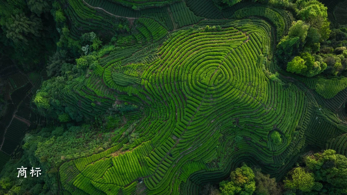 商标