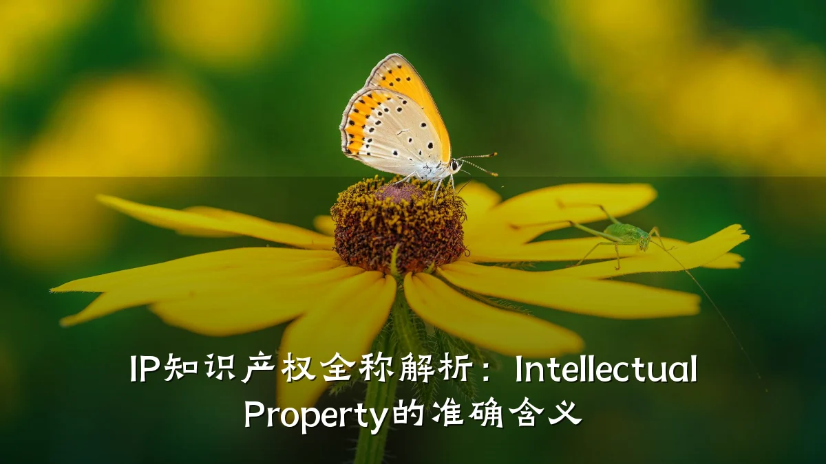 IP知识产权全称解析：Intellectual Property的准确含义