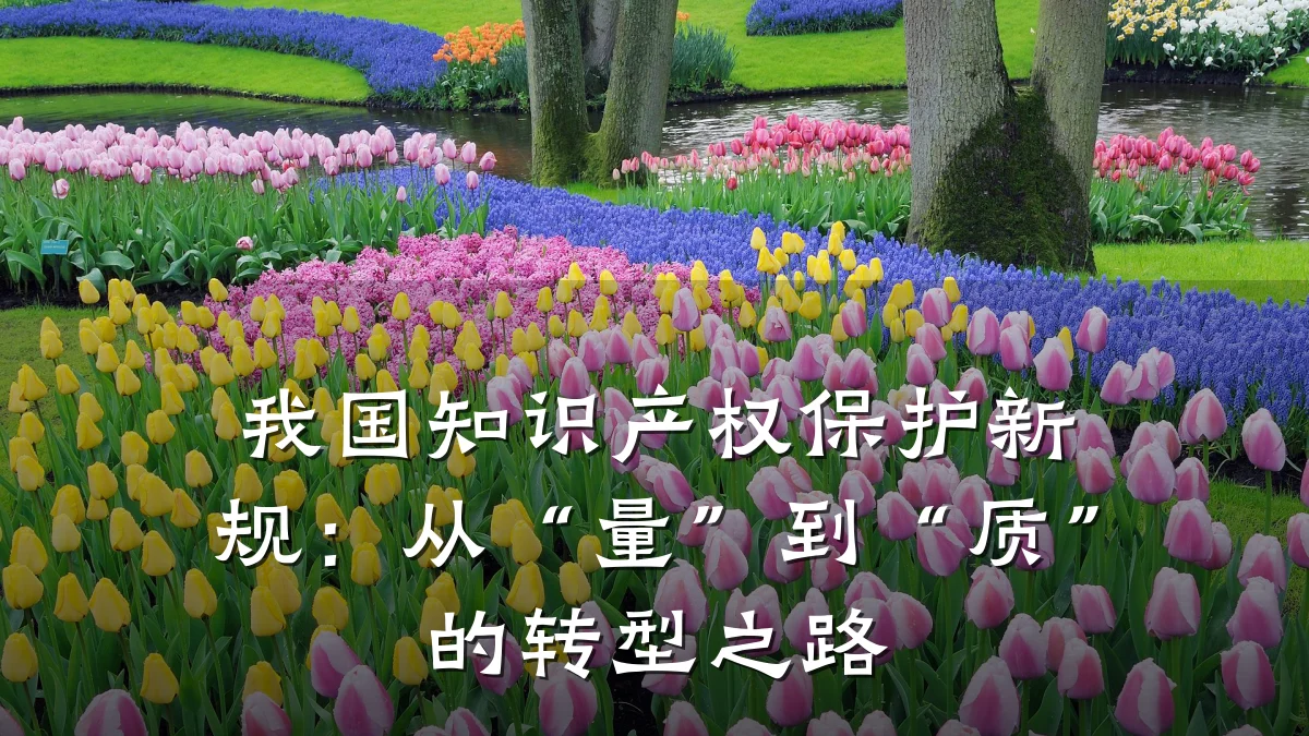 我国知识产权保护新规：从“量”到“质”的转型之路